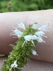 Mentha suaveolens
