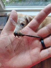 Aeshna canadensis