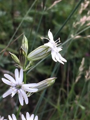 Silene jeniseensis
