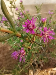Ruschia intricata