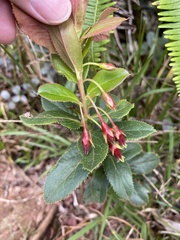 Vaccinium dentatum