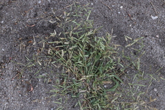 Eragrostis minor