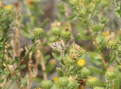 Heliothis phloxiphaga