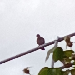 Columba palumbus