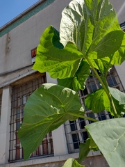Paulownia tomentosa