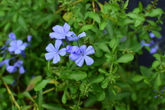 Plumbago auriculata