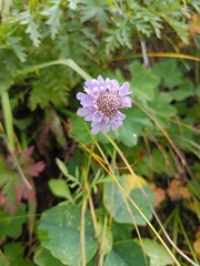 Scabiosa columbaria