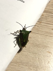 Acrocorisellus serraticollis