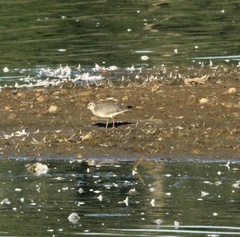Calidris canutus