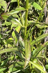Physostegia angustifolia