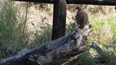 Pternistis natalensis
