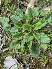 Pelargonium rodneyanum
