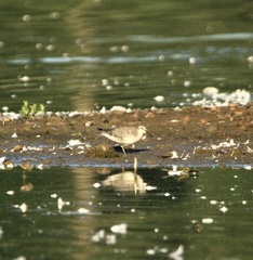 Calidris canutus