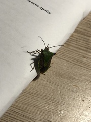 Acrocorisellus serraticollis