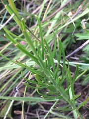 Lilium pumilum