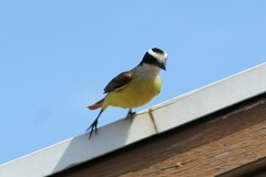 Pitangus sulphuratus