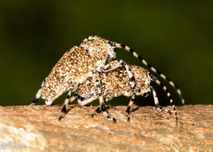 Coptops leucostictica