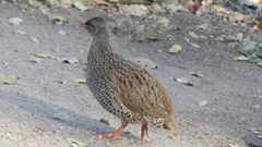 Pternistis natalensis