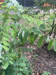 Robinia pseudoacacia