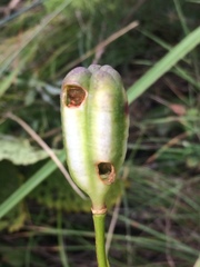 Lilium pumilum