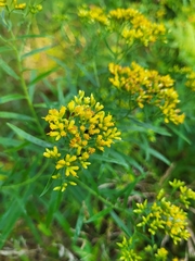 Euthamia leptocephala