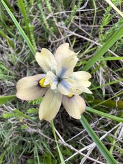 Moraea vegeta