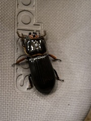 Odontotaenius disjunctus