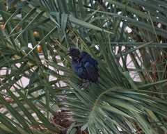 Quiscalus major