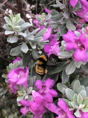 Bombus sonorus