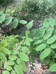 Robinia pseudoacacia