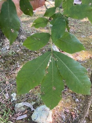 Carya tomentosa