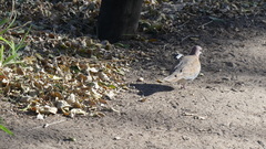 Streptopelia senegalensis