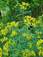 Euthamia leptocephala