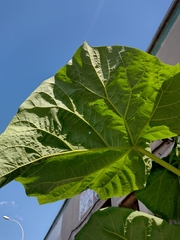 Paulownia tomentosa