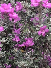 Bombus sonorus