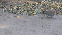 Streptopelia senegalensis