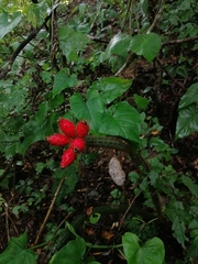 Acanthocereus oaxacensis
