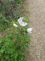 Malva moschata