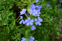 Plumbago auriculata