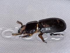 Odontotaenius disjunctus