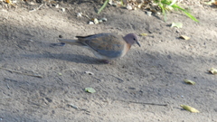 Streptopelia senegalensis