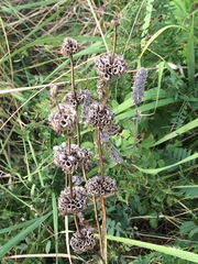 Phlomoides tuberosa
