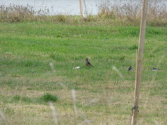 Saltator coerulescens