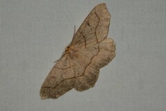 Lambdina fiscellaria