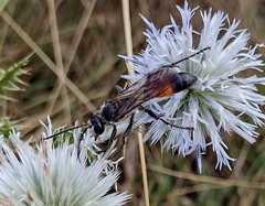 Sphex funerarius