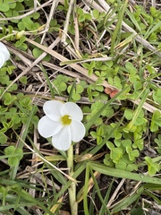 Oxalis minuta