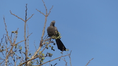 Corythaixoides concolor concolor