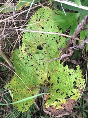 Phlomoides tuberosa