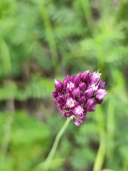 Allium rotundum