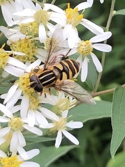 Helophilus fasciatus